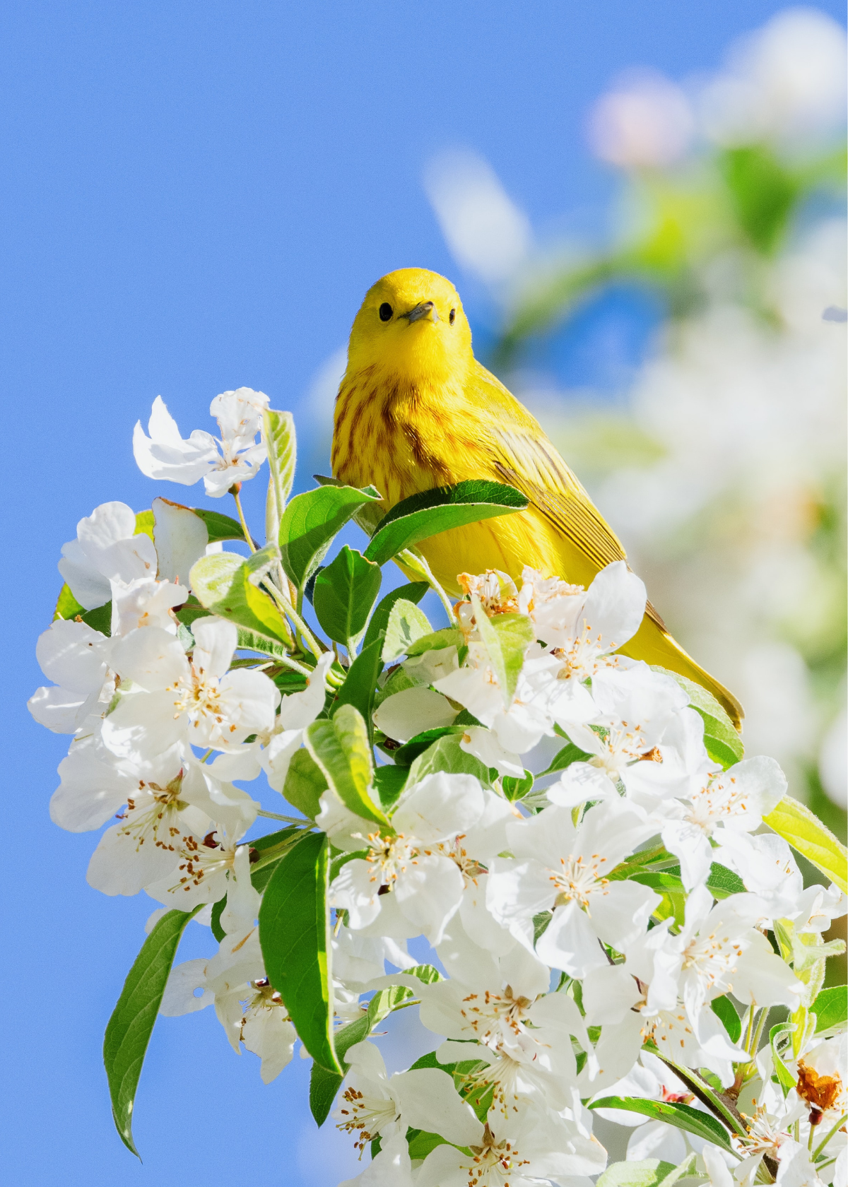 The Best Binoculars for Birding: Get Up Close & Personal!