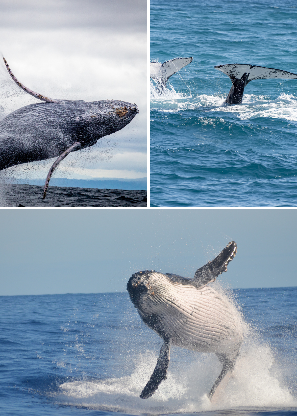 Need a Great Idea? Buy Binoculars for Whale Watching on Amazon!