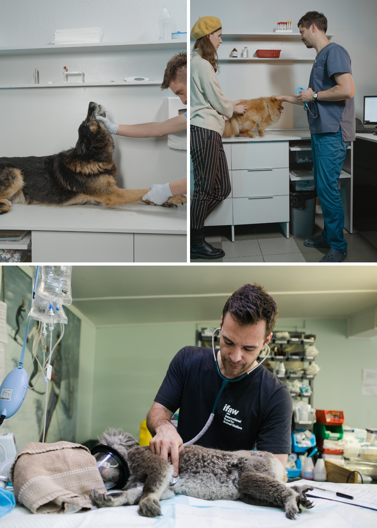 You won't believe How Comfortable These Shoes are for Vet Techs!