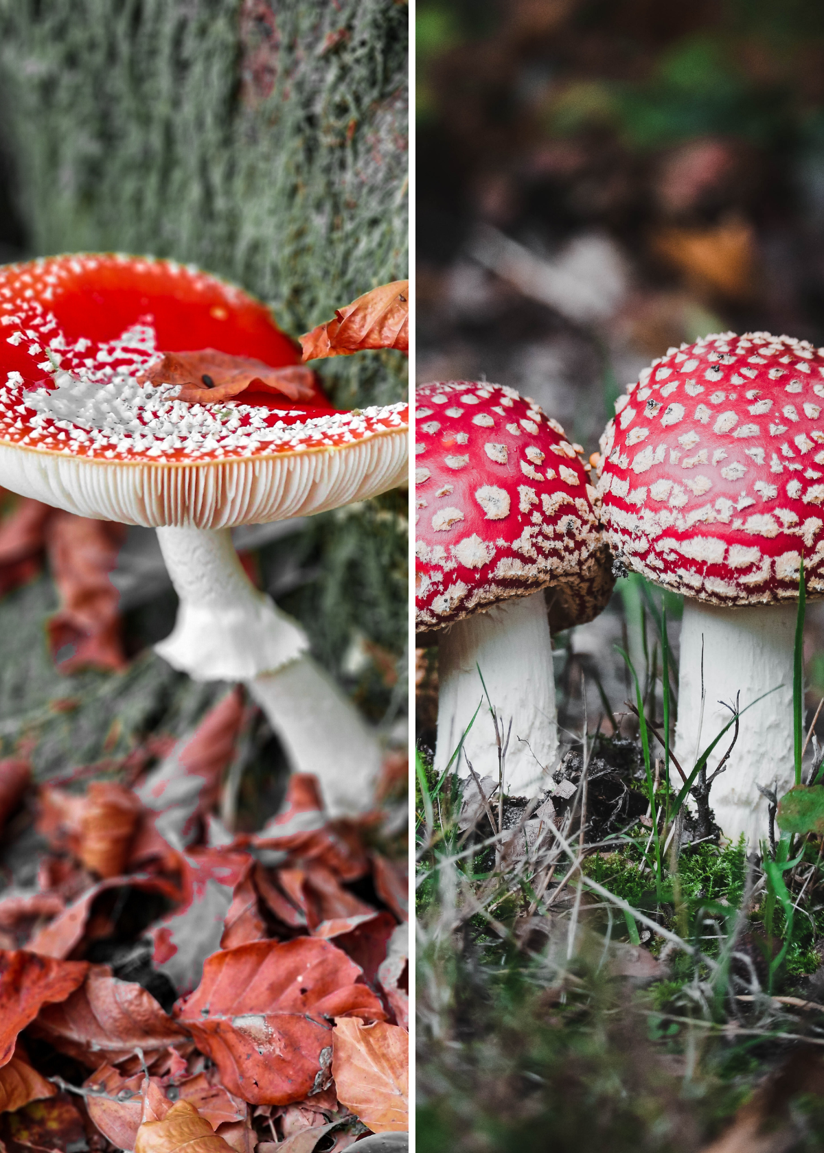 Put a Little Magic into Your Home Decor with an Enchanting Red Mushroom Lamp!