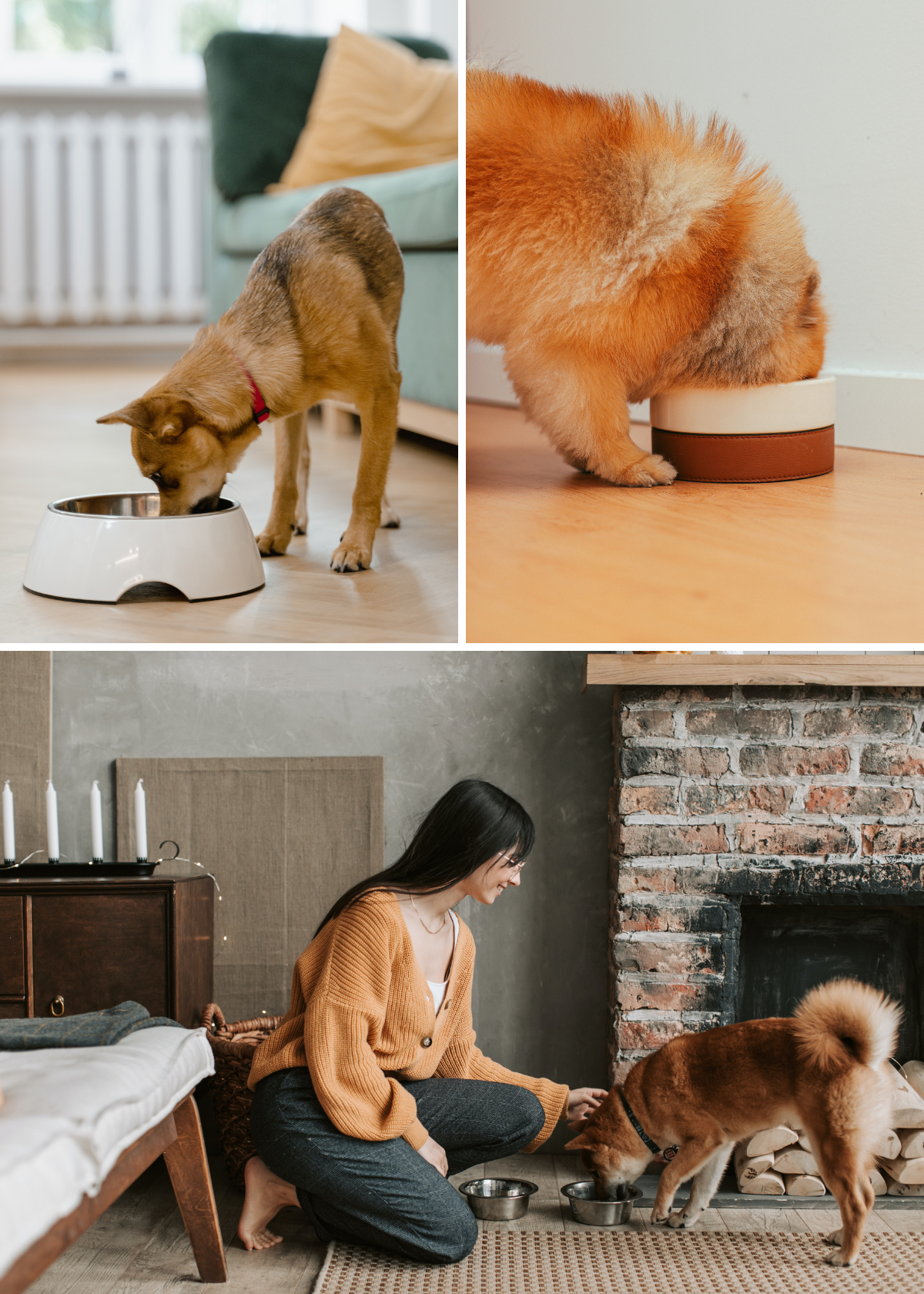 "Keep Your Dog's Weight in Check and Prevent Indigestion with the Slow Feeder Dog Bowl!"