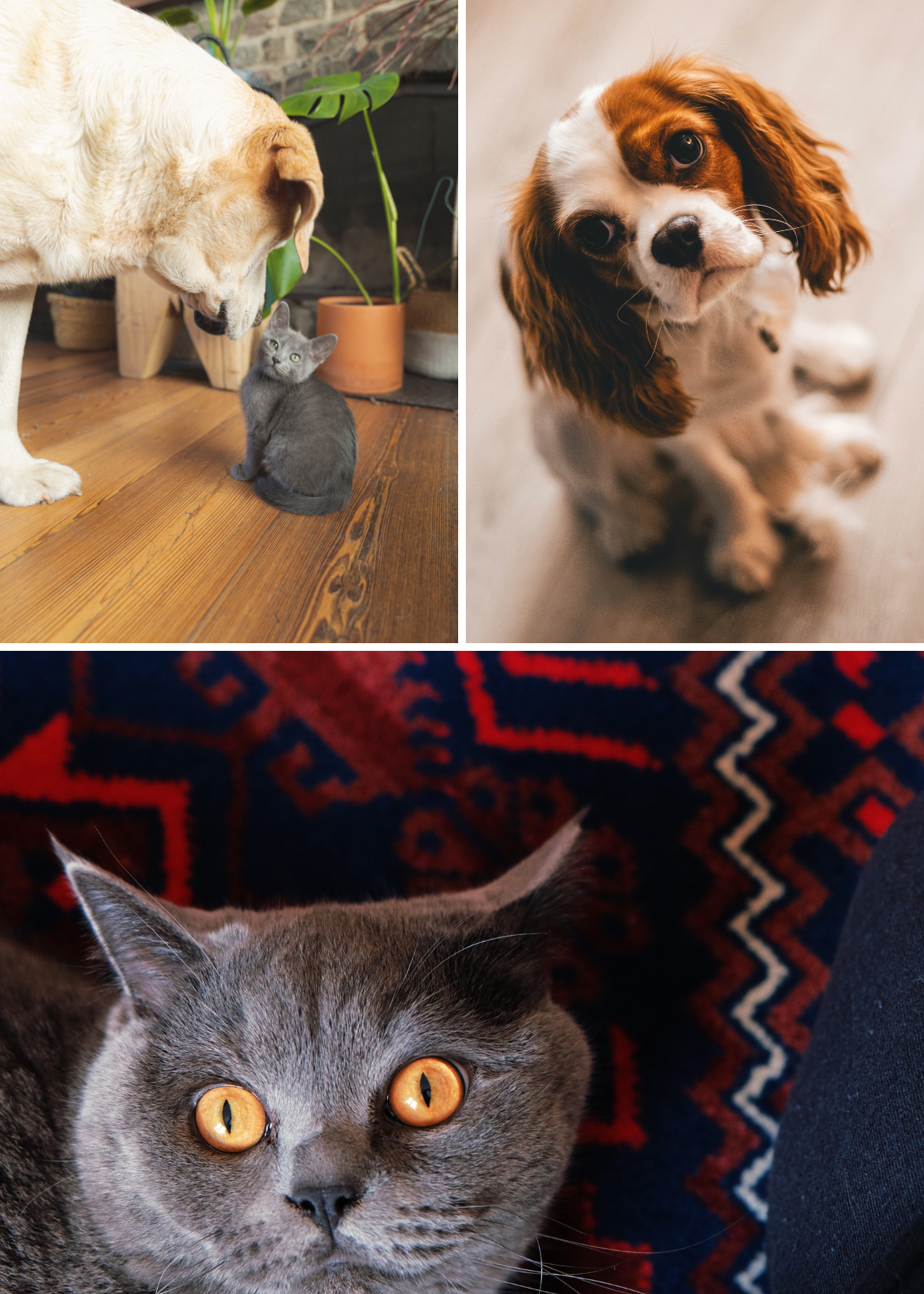 Fluentpet: The Revolutionary Device Every Pet Owner Should Own Right Meow!