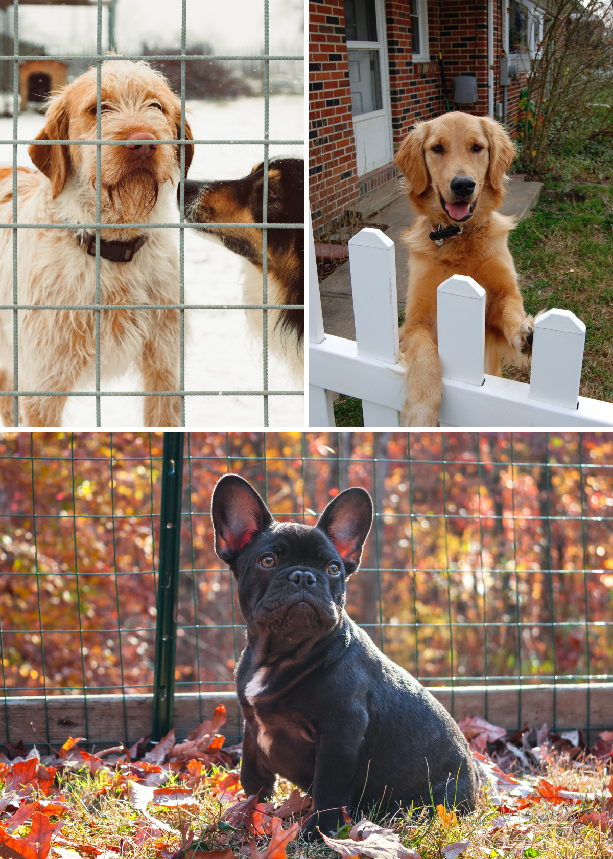 Finding the Best Fence for Aggressive Dogs: Ensuring Safety and Peace of Mind!