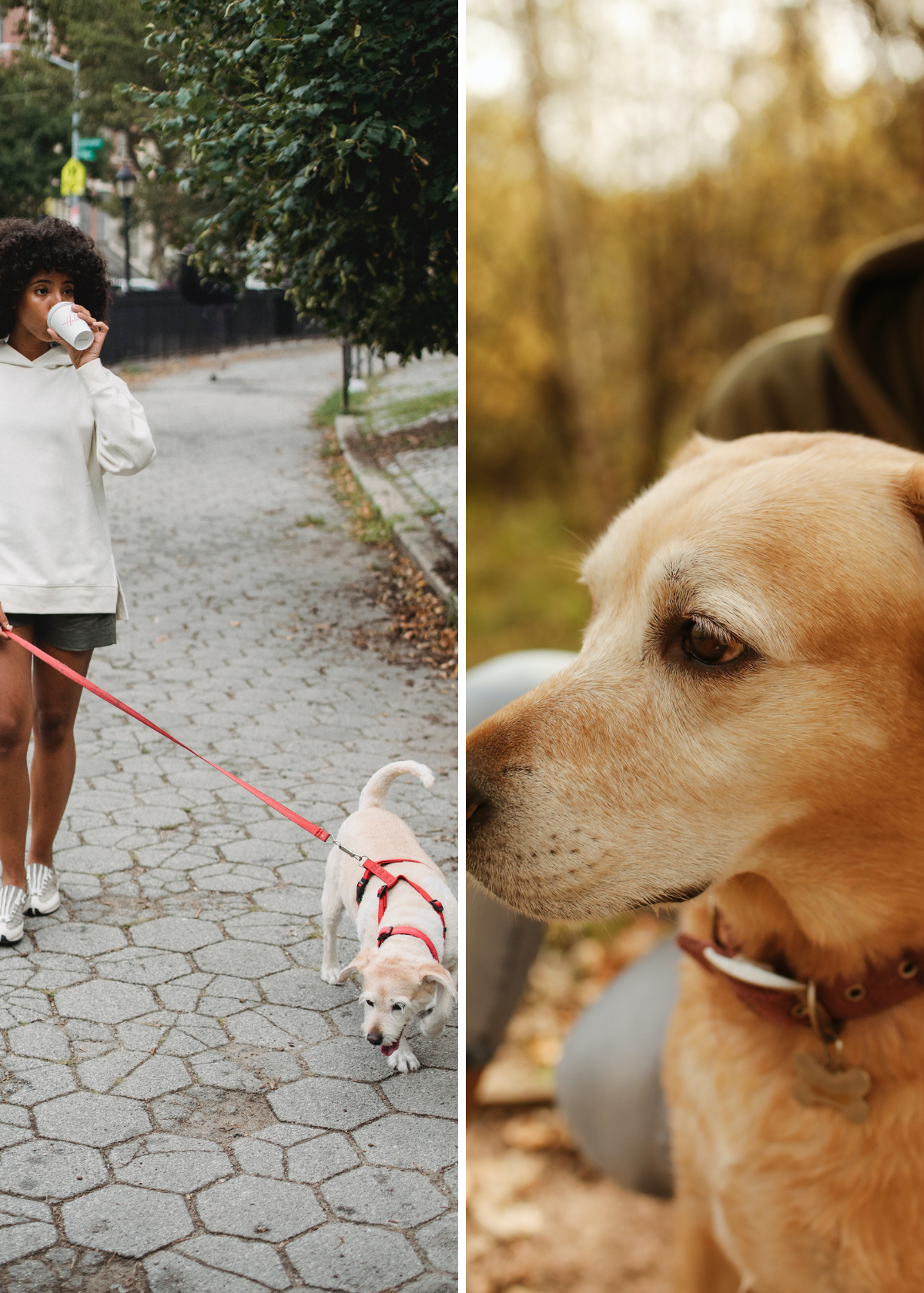 Exploring the Contenders: Tile vs. AirTag for Dog Collars!