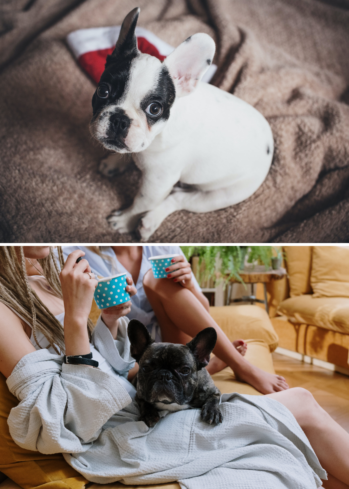 The Great Shampoo Dilemma: Can You Use Normal Shampoo on French Bulldogs?