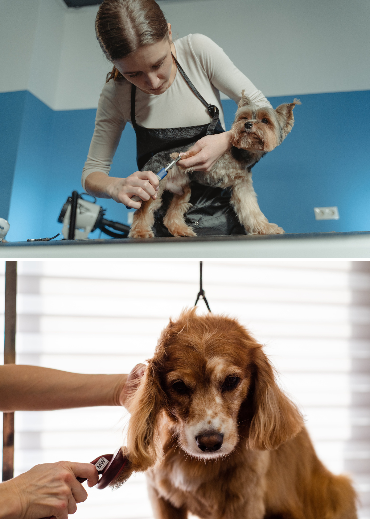 What Do Dog Groomers Use to Remove Hair? See What We Found!