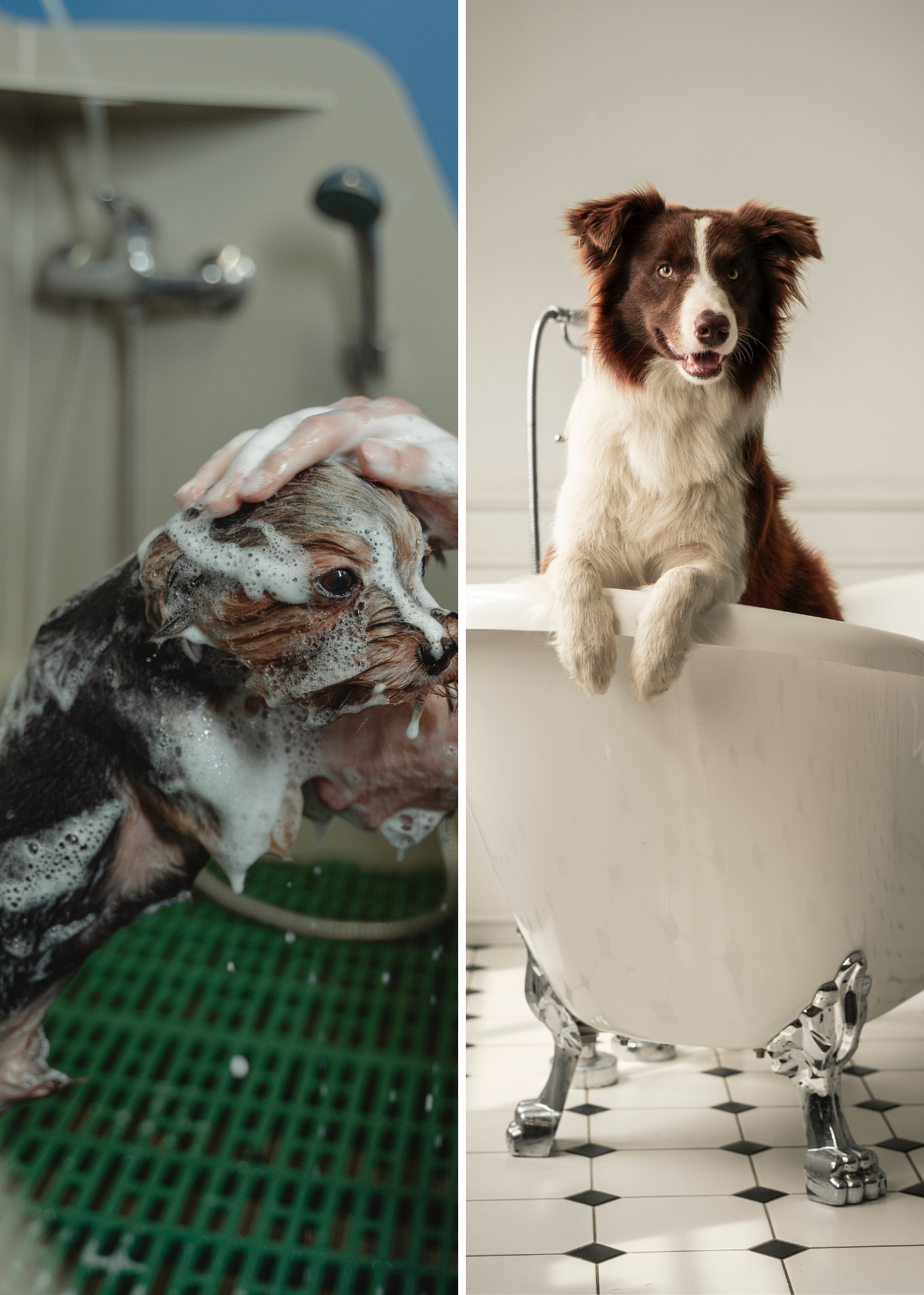 Unleashing Cleanliness: A Comprehensive Guide on Deep Cleaning and Eliminating Dog Hair